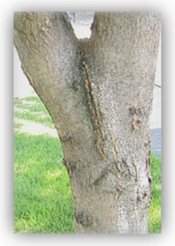 Close up photograph of co-dominant trunks, with the v-shaped union visible.