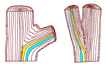 Drawing of two tree trunks and branches. The one on the left shows a branch at a right angle. The drawing on the right shows a narrow branch union and co-dominant trunks.