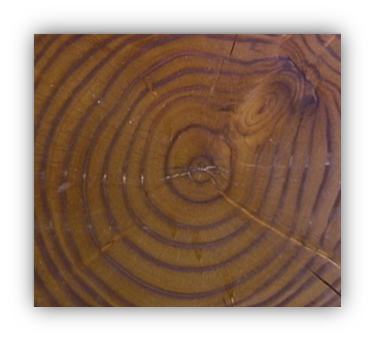 Photograph of a cross-section of a tree showing the xylem. Growth rings are visible, with mid-summer growth appearing as darker brown rings and early wood as lighter brown. 