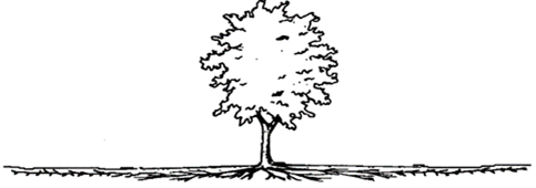A line drawing of a mature tree with the root system shown to be extending one and a half times as far as the tree is tall but only shallowly into the soil, less than a tenth of the height of the tree.