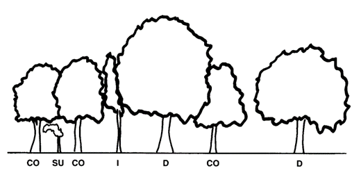 A line drawing comparing trees of different crown class.  Seven trees are shown in a row, with labels beneath them.  The first and third trees are "co-dominant," being of equal size.  The second tree is a subordinate tree, shaded out by its two neighbors.  The fourth tree is being crowded by its neighbors but is the same height as they are, it is an "intermediate" tree.  The fifth tree is a dominant tree, with a large, uniform canopy.  The sixth tree is codominant, being partially shaded by the dominant 5th tree.  The seventh tree is a tree at some distance from its neighbors with a balanced, round crown.  It is a dominant tree.