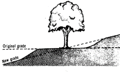 a diagram showing a tree growing on a slope that has been modified.  The tree is large and healthy and the slop is about 25 degrees, ascending from left to right.  To the right of the tree, a "cut" has been made, removing slope material to make a level place upslope of the tree.  To the left of the tree, a "fill" has been made; it is the same size as the cut and brings the grade up to the level of the tree on that side, so that the tree is sitting in a level area that is wider than its canopy; the slope continues downward to the left of this level area and upward to the right.
