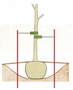 Line drawing showing a tree and its rootball in a planting hole. There is a over the top of the rootball indicating the tree was planted at the right depth. There are stakes in the ground, within the planting hole, but outside the rootball and there are grommeted straps partway up the trunk, wrapped around the tree trunk, which are attached to wires that are attached to the stakes.