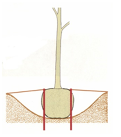 Line drawing of tree with rootball in planting hole. There are two vertical lines on either side of the rootball indicating where dowels would be placed for stabilization.