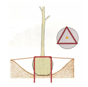 Illustration that shows 2×2 lumber makes a triangle plate over the top of the root ball. It is screwed into wood stakes driven into the ground at the corners.