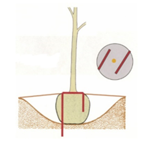 Illustration that shows metal root “staples” are driven into the ground at the edge of the root ball and hook into the root ball.