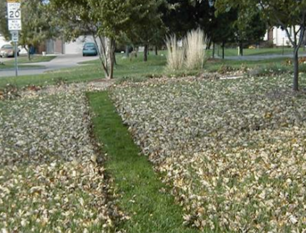Image of leaves being moved into a lawn.