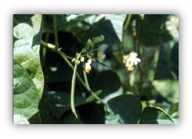 Photograph of a bean plant with a bean. Windy weather significantly increases the water demand for beans.