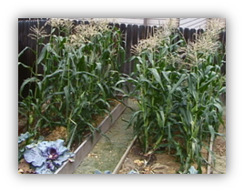Photograph of two side by side four foot raised garden beds of corn that form a block of corn.