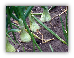 Photograph of opnions planted in the ground demonstrating that onions have a shallow, inefficient root system.