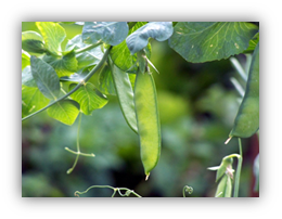 Photograph of young pea pods, demonstrating that edible pea pods, sugar peas and snow peas can be eaten before the pod fills with peas.