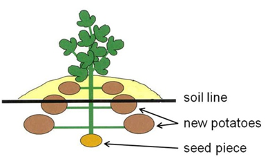 A drawing of a potato plant showing the soil line and potatoes growing. The new crop of potatoes grows above the seed potato piece. To shield the growing tubers from sunlight the soil is mounded or 'hilled' around the base of the plant. Straw can also be used.