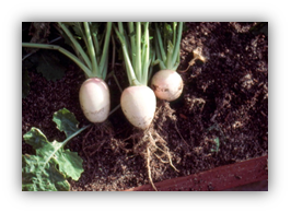 Photograph or a Burpee white radish on top of the soil. Root crops need an even moisture supply and rich soil.