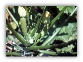 Photograph of a zucchini plant with a flower and small fruit. Vine crops have female flowers (left blossom) and male flowers (right blossoms). The female blossom has a tiny fruit at the base of the petals. For production, bees or the gardener must move the pollen from the male flower to the female flower