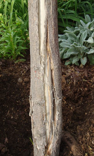 Wrapping Tree Roots Wrapping Trees For Winter | CSU Extension