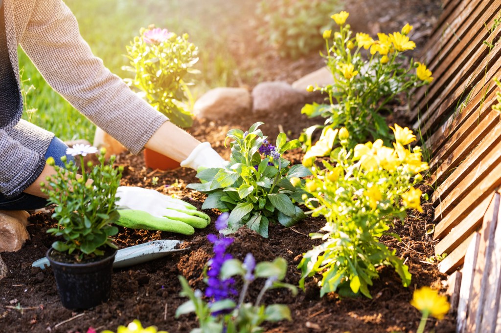 A person wearing gardening gloves plants colorful flowers in a garden bed.