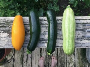 Four different types of summer squash.