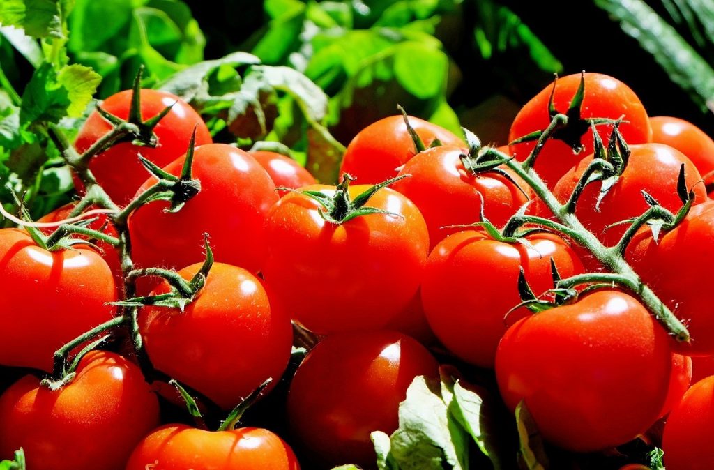 Colorado Tomatoes | CSU Extension