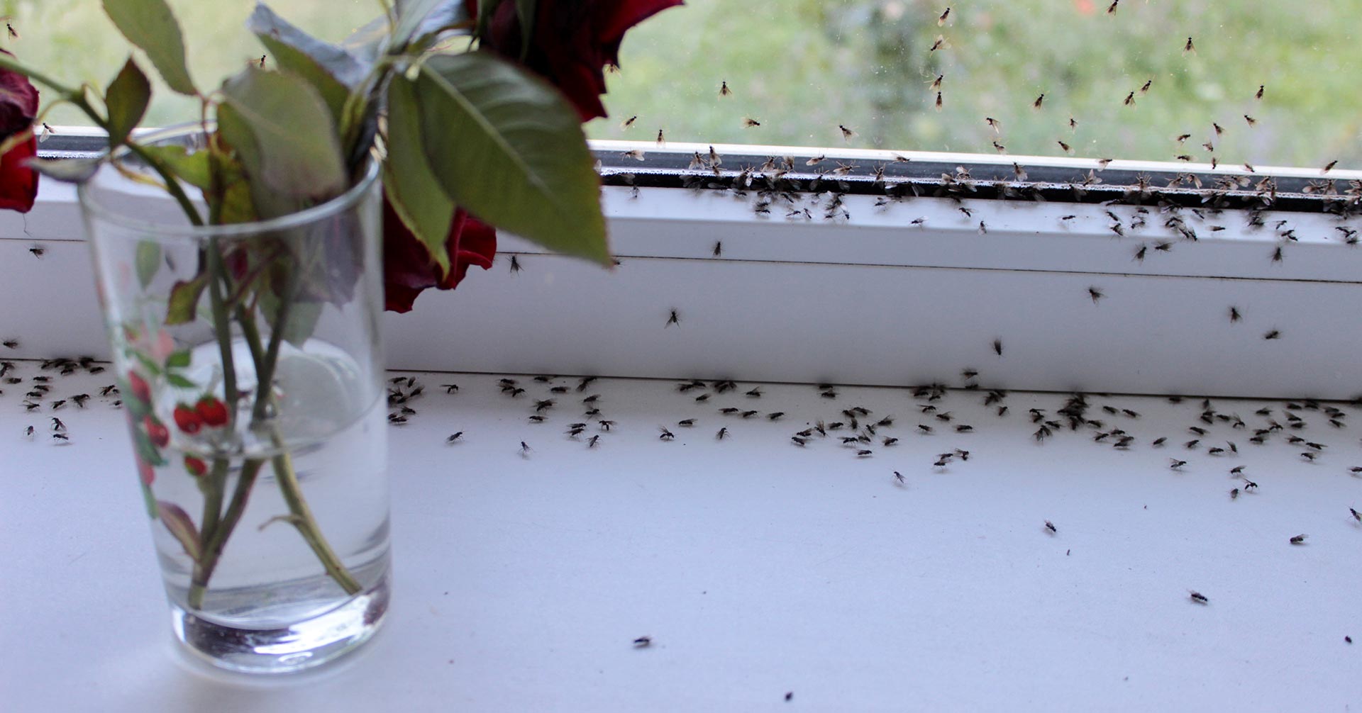 Small flying insects congregating on a windowsill
