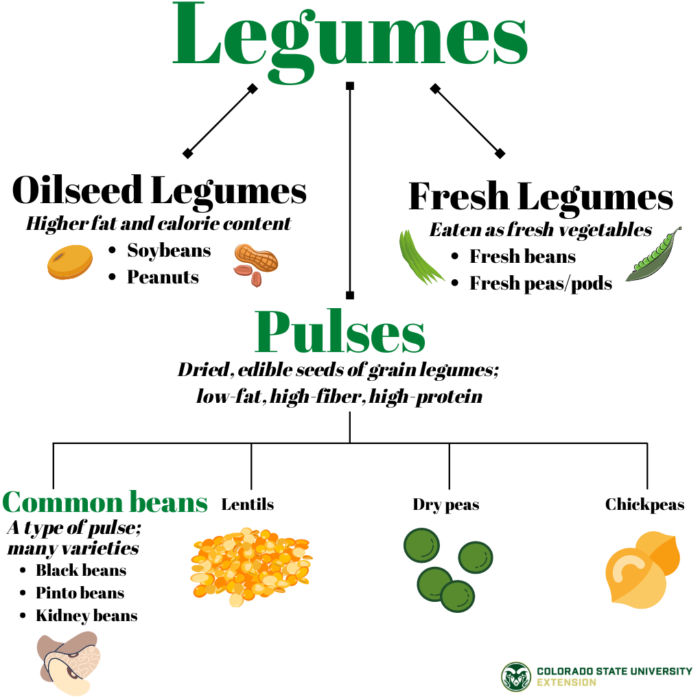 A chart showing legume types. Oilseed legumes are soybeans and peanuts. Fresh legumes are fresh beans, fresh peas/pods. Pulses are dried edible seeds of grain like black, pinto, kidney, lentils, dry peas and chickpeas.