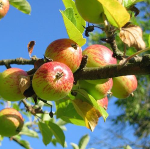 a cluster of apples on a tree branch