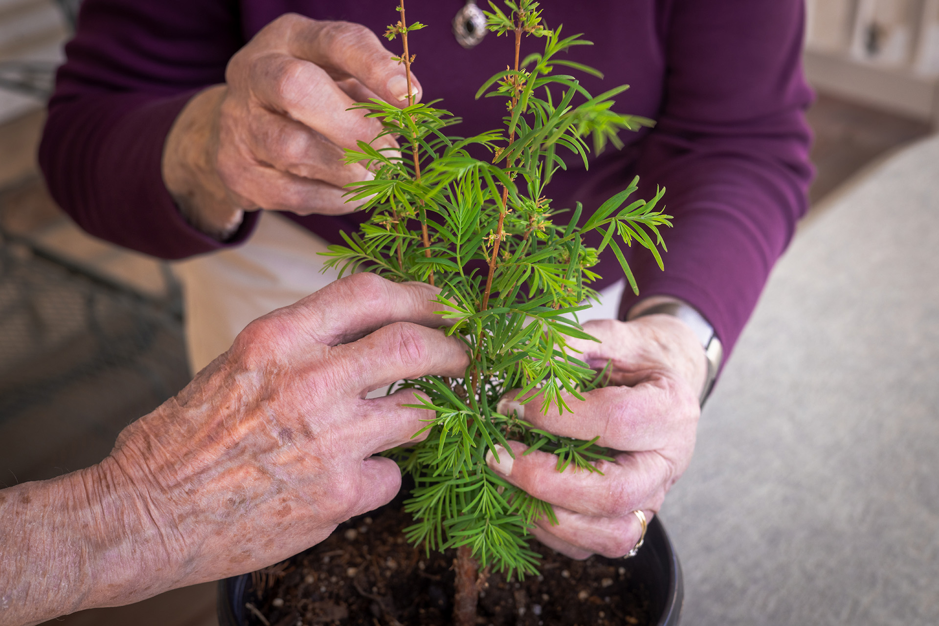 Two people carefully tend to a small potted plant, using their hands to adjust its green stems and leaves. The individuals appear to be older adults, working together in a close-up view that highlights their hands and the plant.