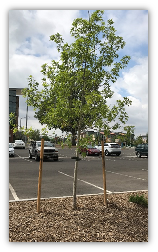 Photograph of a young tree with wide canvas straps around the trunk that are tied with wire to posts placed just outside the rootball of the tree.