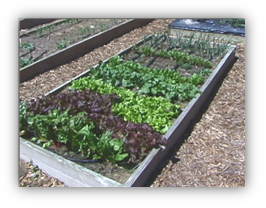 A photograph of a raised bed garden with chard, lettuce varieties, spinach, beets, and onions. The bed is constructed of 2x6 inch lumber and is about four feet wide and eight feet long; surrounded by mulch pathways.  vegetables are planted in rows perpendicular to the long edges of the bed.