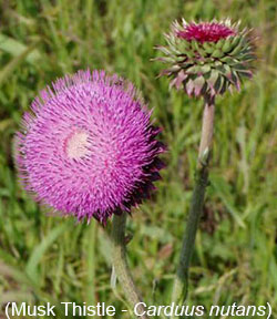 Close-up of a blooming musk thistle (Carduus nutans) with a large, round purple flower head next to a developing bud, set against a grassy background.