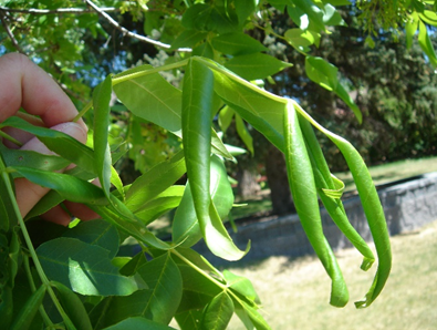 Volatilization injury to ash leaves