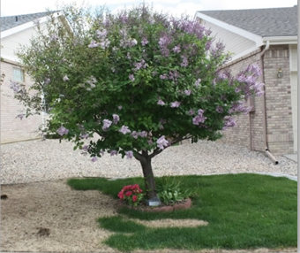 tree surrounded by dying grass from herbicide use