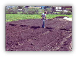 A photograph of a gardener in a field of 10 sideless raised beds.  Each is at least 15 feet long, four feet wide at the base, and three feet wide at the top (the sides slope because there is no edge).