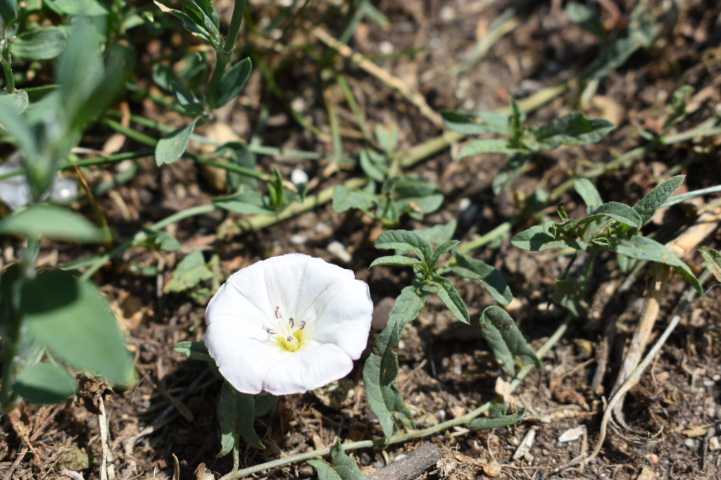 Field bindweed plant with sprawling stems and a white funnel-shaped flower blooming close to the ground.