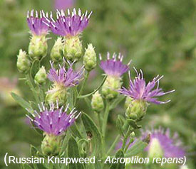 Cluster of Russian knapweed (Acroptilon repens) plants with small purple flowers emerging from green buds.