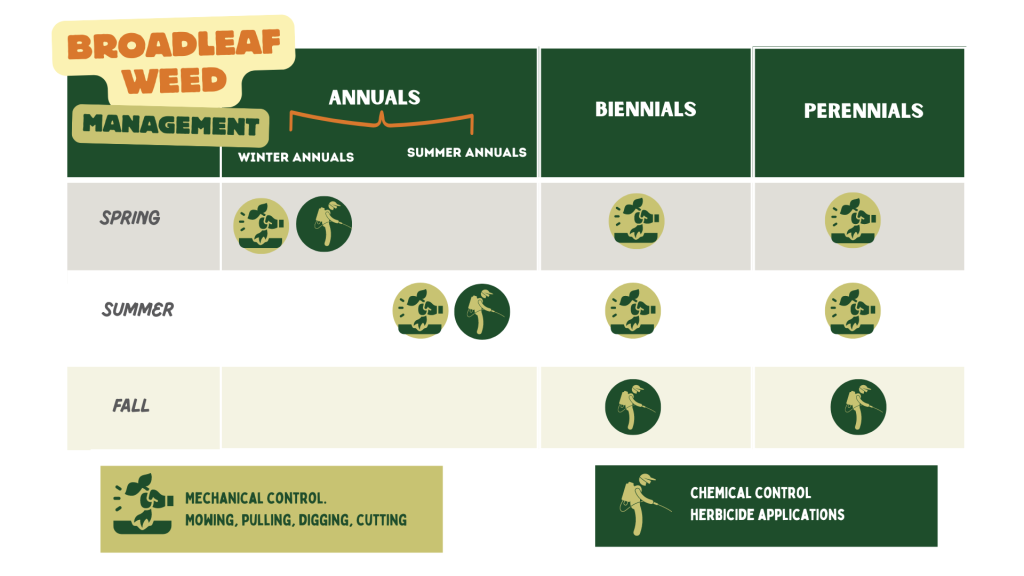 Infographic showing weed management strategies by plant type and season. Annuals, biennials, and perennials are listed with recommended mechanical control (mowing, pulling, cutting) and chemical control (herbicide applications) across spring, summer, and fall.