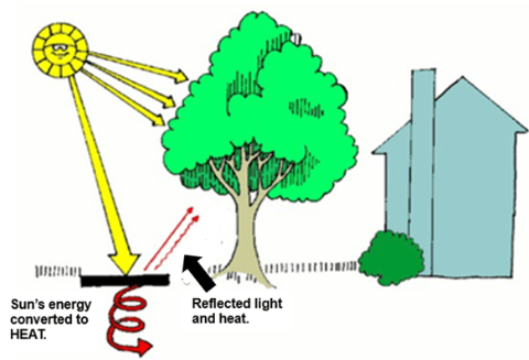 Drawing showing a house,a tree, and a sidewalk. Behind the tree is a sun with sunglasses and a smile. The sun's rays shine onto a sidewalk and into the canopy. Some of the sun's energy is converted to heat as it hits the sidewalk and an arrow pointing downward from the sidewalk indicates stored heat. Some light and heat is reflected toward the tree. The tree prevents this heat from immediately heating up the house. 
