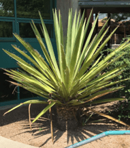 A large Yucca faxoniana plant growing in a bed mulched with gravel close by to the south-facing wall of a building.