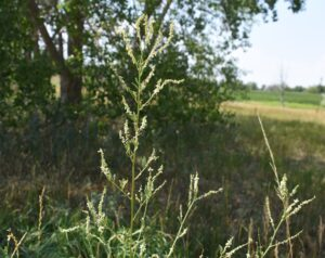 Tall sweet clover plant with delicate white flower clusters in a grassy field with trees in the background.