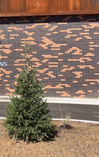 A spruce tree planted in a parking lot island near the south-facing wall of a brick building and a paved asphalt driveway.