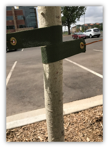 Photograph of small tree trunk that is stabilized with wide canvas straps that have gromets and wire attached to posts outside the image frame.