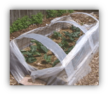 A photograph of a lumber-sided raised bed garden, about four feet wide and eight feet long, covered with an arch of wire mesh with plastic sheeting.  The plastic sheet has a seam down the center of the top of the arch and has been opened to expose three rows of leafy green vegetables inside the arch.