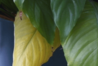 A close up of several aglaonema leaves with various stages of nitrogen deficiency symptoms.  One leaf is yellow with slighly green veins, another is very pale green, and two others are normal, healthy green.