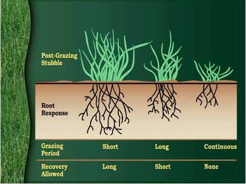 Diagram showing how grazing impacts grass and root growth. Short grazing periods allow long root recovery, long grazing periods result in short recovery, and continuous grazing prevents recovery altogether.