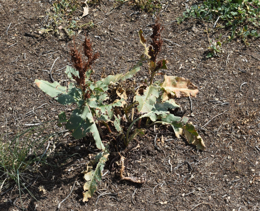 Curly dock plant with broad, wavy leaves and reddish-brown seed stalks growing in dry soil.