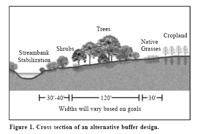 Cross-section diagram of a stream buffer design showing zones from stream to cropland. Closest to the stream is streambank stabilization, followed by shrubs, trees, native grasses, and cropland. Dimensions indicate 30–40 feet for streambank stabilization, 120 feet for trees and native grasses, and 30 feet for the cropland edge, with note “widths will vary based on goals.”