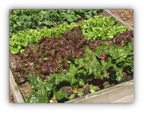 A photograph of a portion of a raised bed garden with edges of 2x6 inch lumber and planted with at least four types of leafy greens in rows that are perpendicular to the long axis of the planting bed.