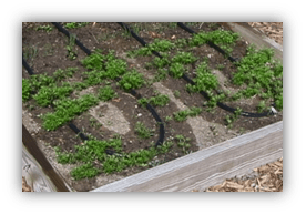 Picture of a 4-foot-wide garden box, the drip line or soaker hose making four runs up and down the box at 12 inch spacing. Carrot rows are running across the box.