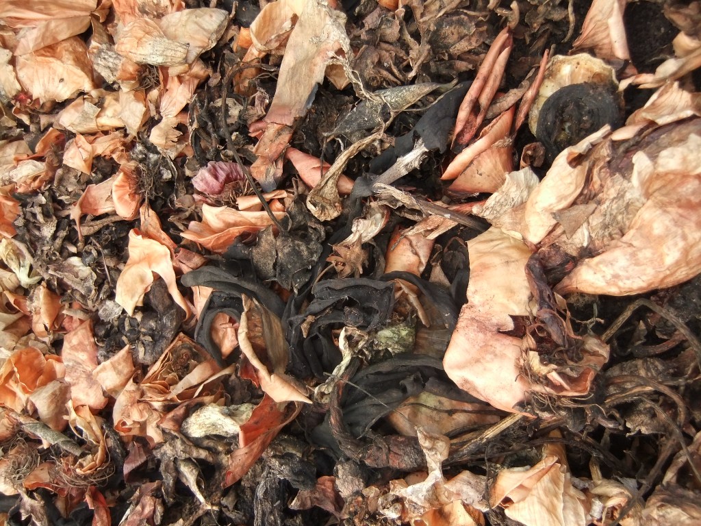 Leaves being composted with kitchen scraps