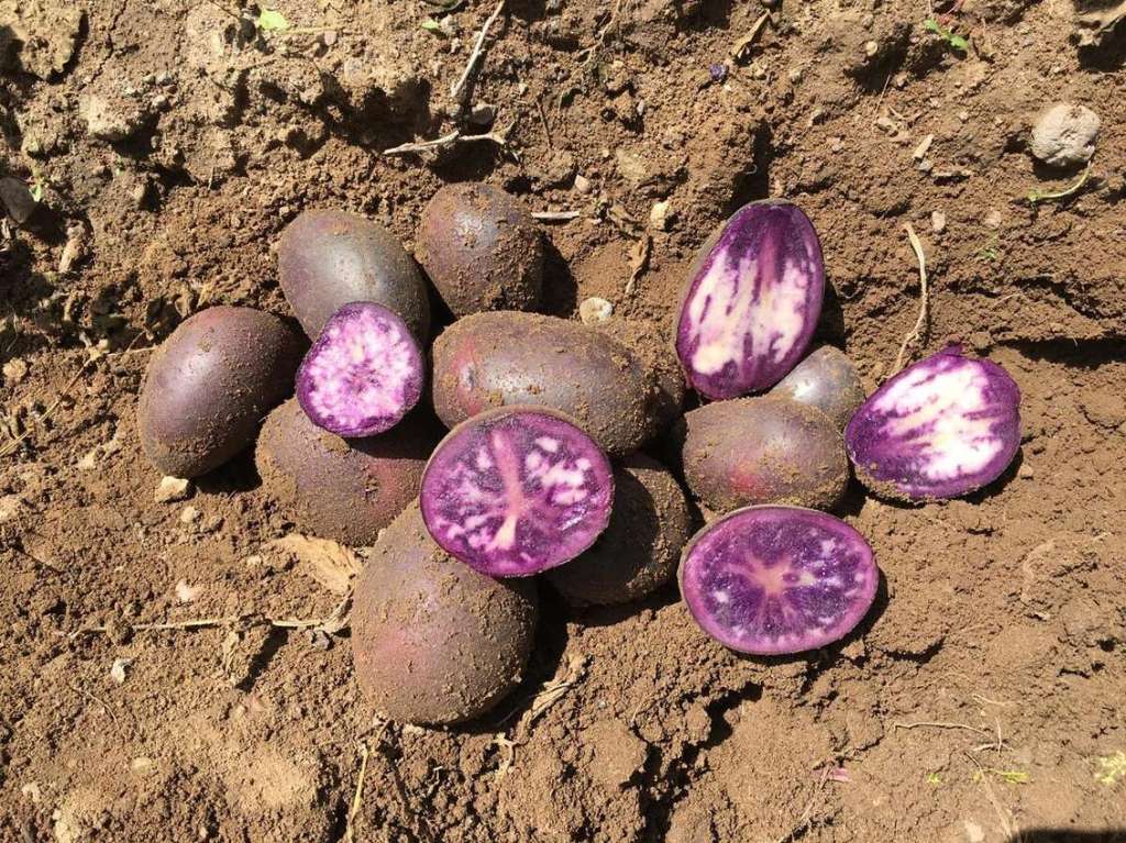 CO05028-4P/PY Potatoes