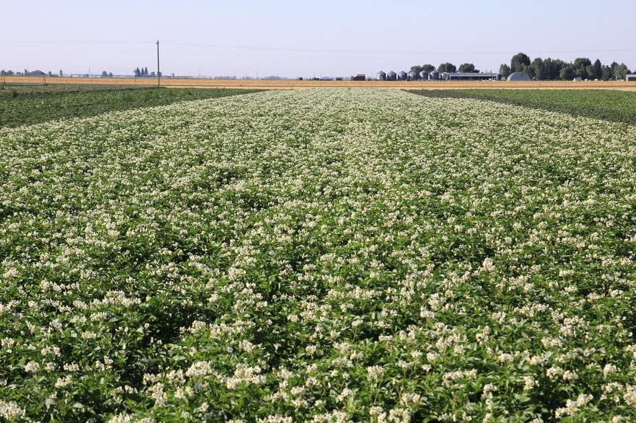 A field of potato plants